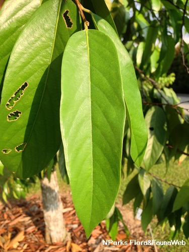 NParks | Neobalanocarpus heimii