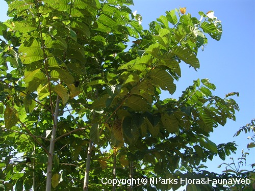 NParks | Neolamarckia cadamba