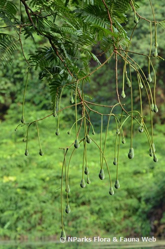 NParks | Parkia speciosa