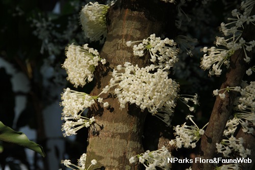 NParks | Xanthostemon verdugonianus