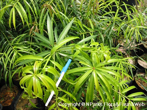 Podocarpus neriifolius, leaves of young plants in polybags