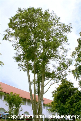 Podocarpus polystachyus, tree in landscape (on slope)