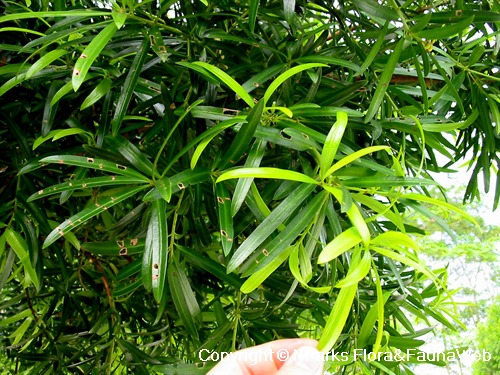 Podocarpus polystachyus, mature leaves (dark green) & young leaves (light green)