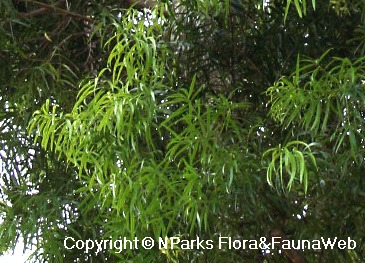 Podocarpus polystachyus, leaves