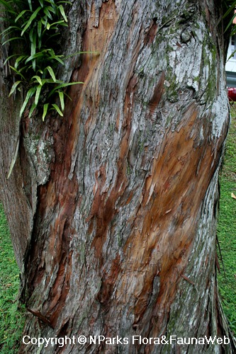 Podocarpus polystachyus, close-up view of shallowly-fissured, flaking trunj
