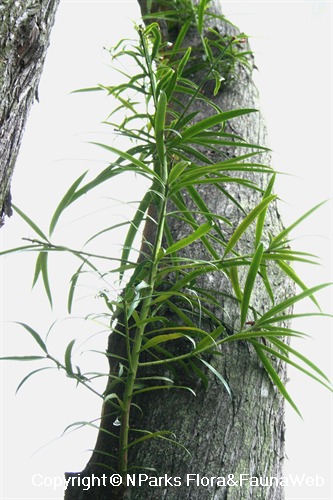 Podocarpus polystachyus, adventitious shoots on trunk