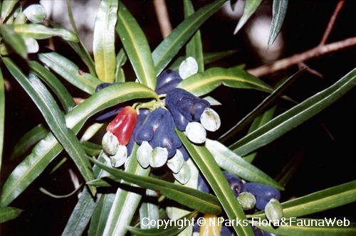 Podocarpus rumphii. close-up view of dispersal unit, with mature (red) receptacle and immature (blue receptacles)