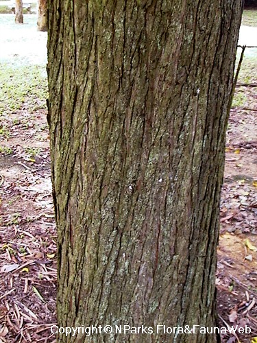 Podocarpus rumphii, trunk with fissured bark