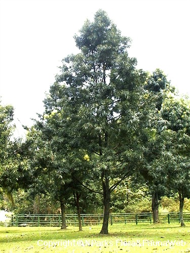 Podocarpus rumphii, tree in landscape
