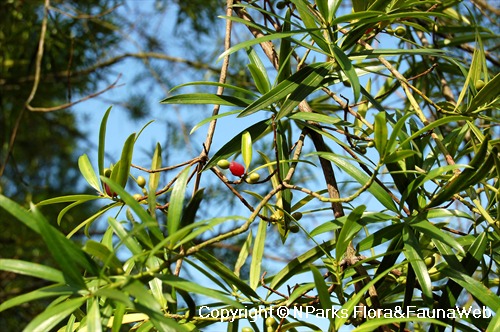 Podocarpus rumphii, leaves & dispersal units