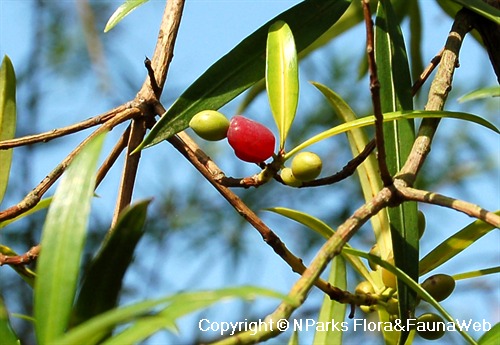 Podocarpus rumphii, close-up with dispersal unit with mature red receptacle & green seed