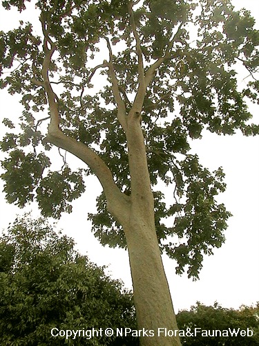 NParks | Pometia pinnata