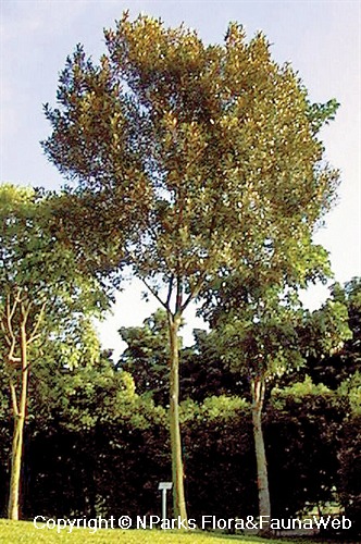 Planchonella obovata - landscape tree