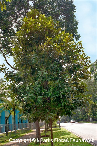 Planchonella obovata - roadside tree