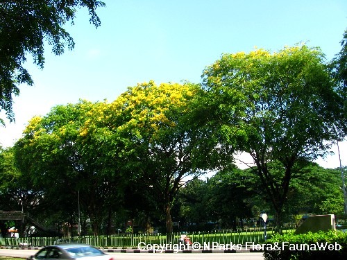 Pterocarpus indicus - 27apr08 - Plant 2 - Bt Timah Rd (Near Newton FC)