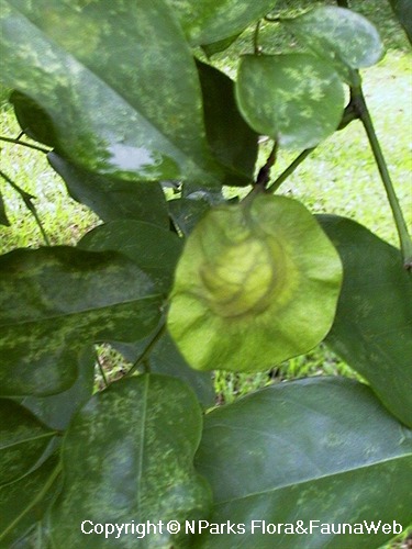 Pterocarpus indicus，immature fruit 