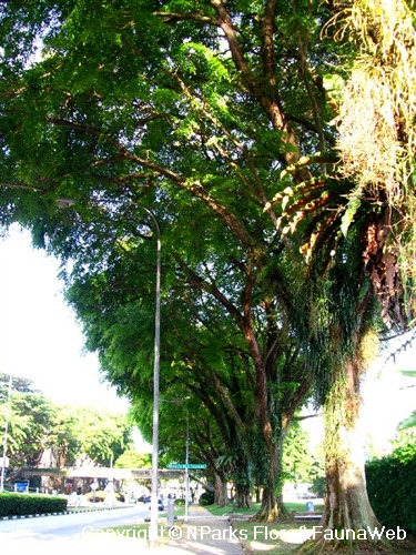 Pterocarpus indicus - 27apr08 - Trunk - Bt Timah Rd (Near Newton Food Centre)