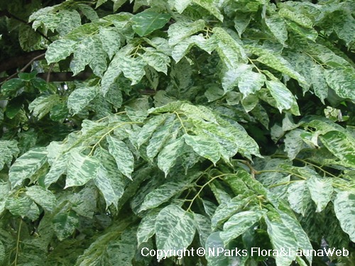 Pterocarpus indicus (Variegated), green & white marbled leaves