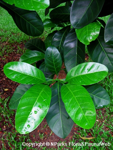 Atractocarpus fitzalanii, glossy leaves