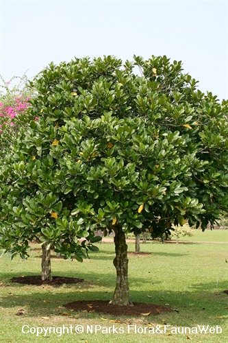 Atractocarpus fitzalanii - tree in landscape