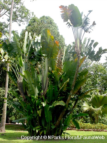 Ravenala madagascariensis, plant in landscape