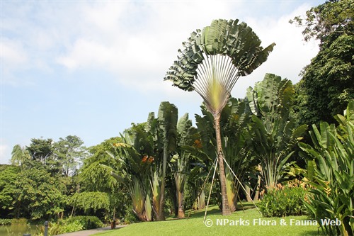 Population of Ravenala madagascariensis called « Ravenala forest ».