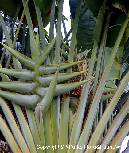 NParks  Ravenala madagascariensis