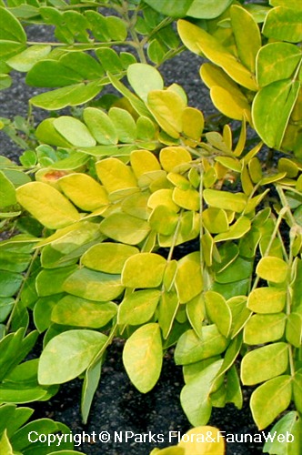 Albizia saman cultivar (yellow leaves) - yellow foliage