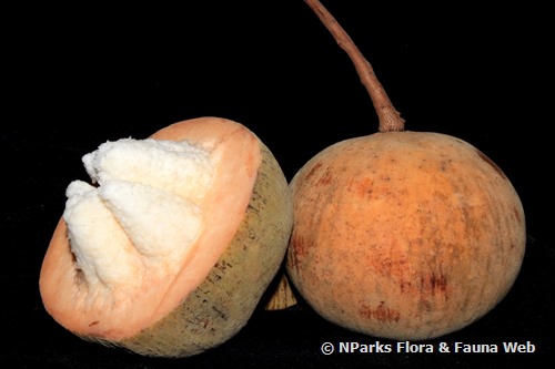 Original Sandoricum koetjape 5 Seeds Santol Sentul Yellow Sentol Fruit Seeds 