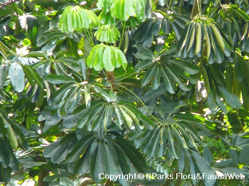 Schefflera actinophylla - leaves