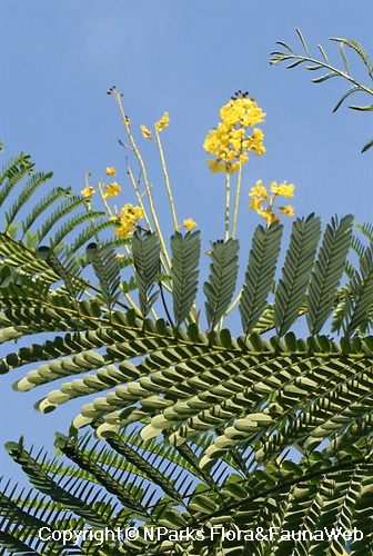 Schizolobium parahyba, view of flowers on juvenile tree