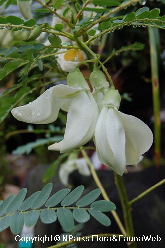 NParks | Sesbania grandiflora 'Alba'