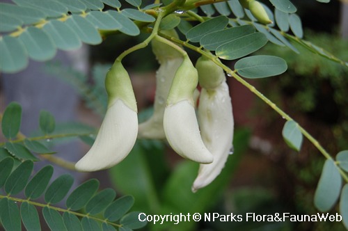 NParks | Sesbania grandiflora 'Alba'