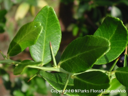NParks | Severinia buxifolia