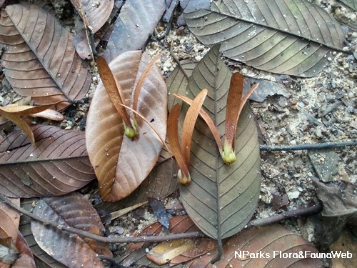 NParks | Rubroshorea leprosula