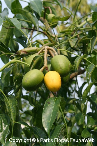 Spondias dulcis deals