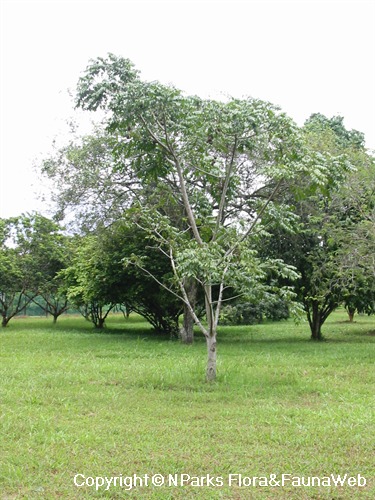 NParks | Spondias dulcis