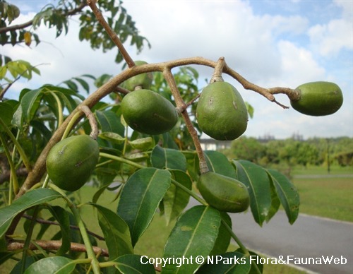 NParks | Spondias dulcis