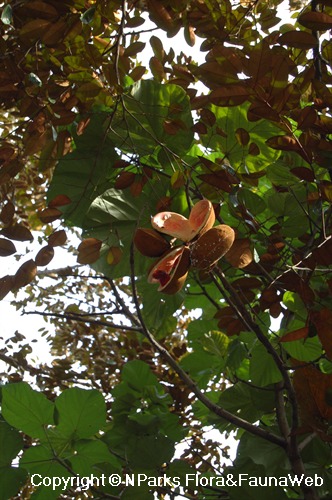 NParks | Sterculia oblongata