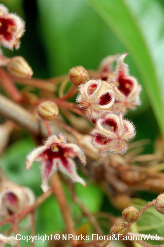 Sterculia rubiginosa  - furry flowers