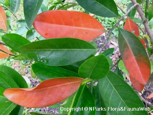 NParks | Suregada multiflora