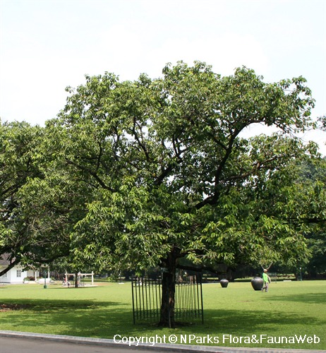 NParks | Syzygium cumini