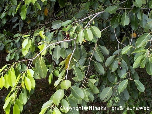 NParks | Syzygium cumini