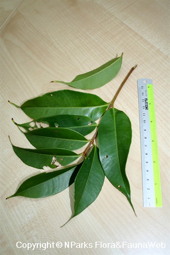 Syzygium lineatum - leaves