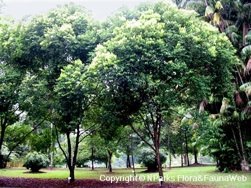 Syzygium lineatum - trees in landscape