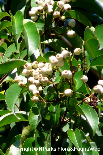 Syzygium lineatum - fruits