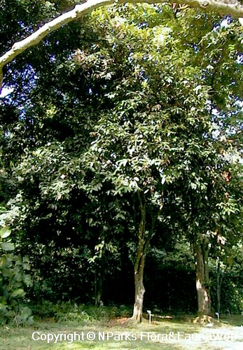 Syzygium pycnanthum - tree in landscape