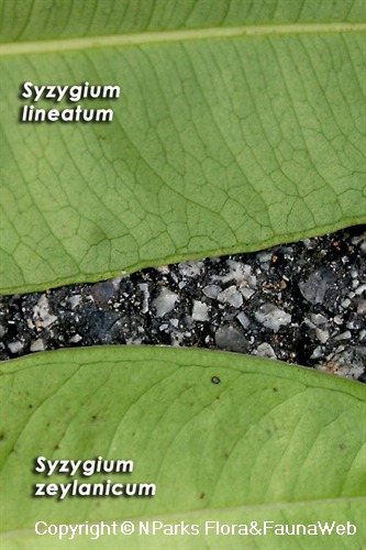 Syzygium lineatum vs. Syzygium zeylanicum - leaves (underside), showing venation