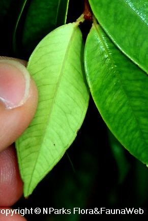 Syzygium zeylanicum, underside of leaf