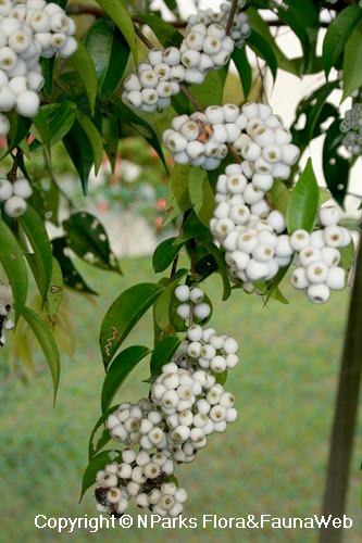 Syzygium zeylanicum, fruiting tree